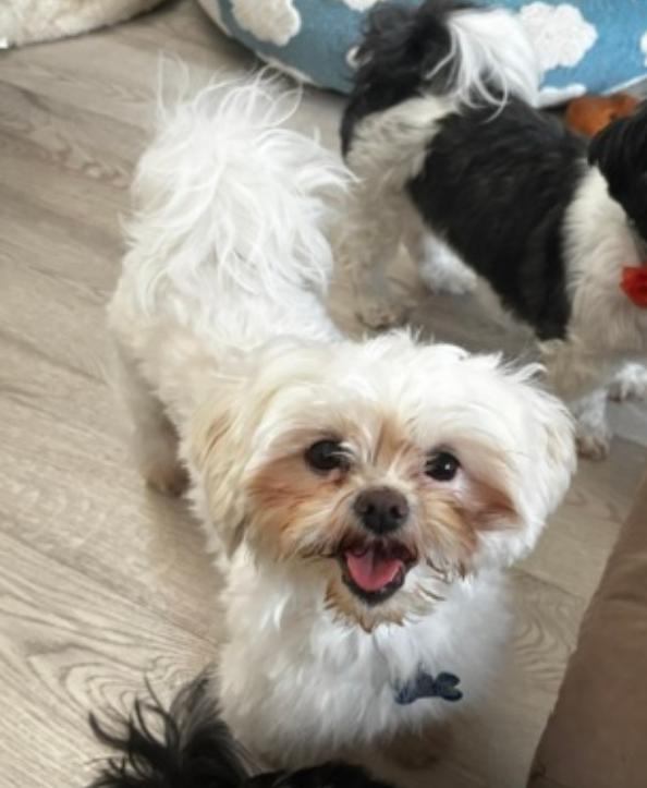Dove-ARR, Adoptable, Young Female Shih Tzu.