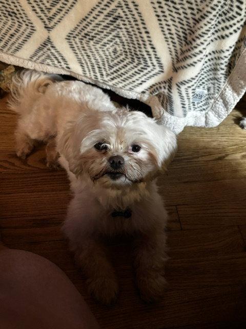 Dove-ARR, a Adoptable Shih Tzu in Pataskala, OH image 2/3