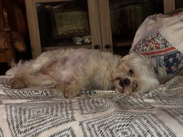 Dove-ARR, a Adoptable Shih Tzu in Pataskala, OH image 3/3