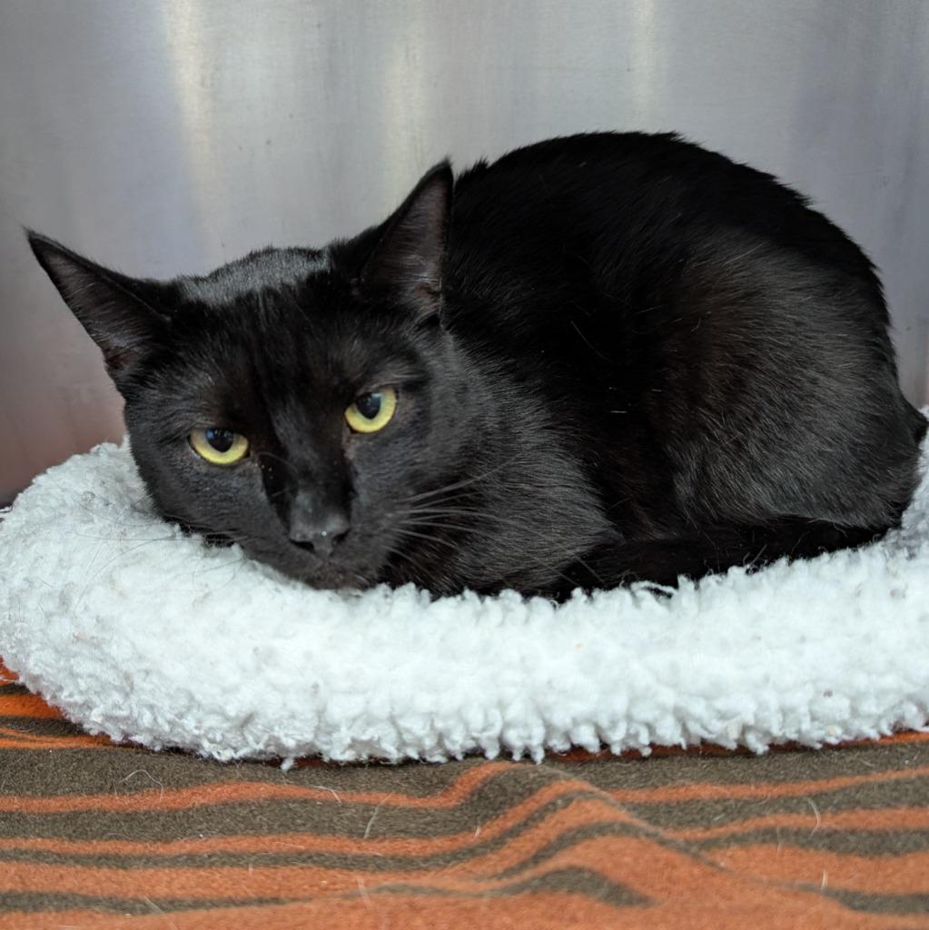 Pistachio, a Adoptable mixed breed in Aberdeen, WA image 1/3
