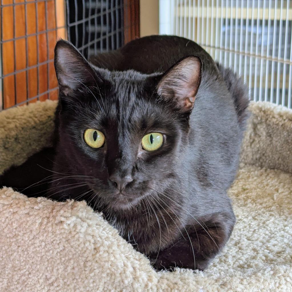 Pistachio, a Adoptable mixed breed in Aberdeen, WA image 3/3