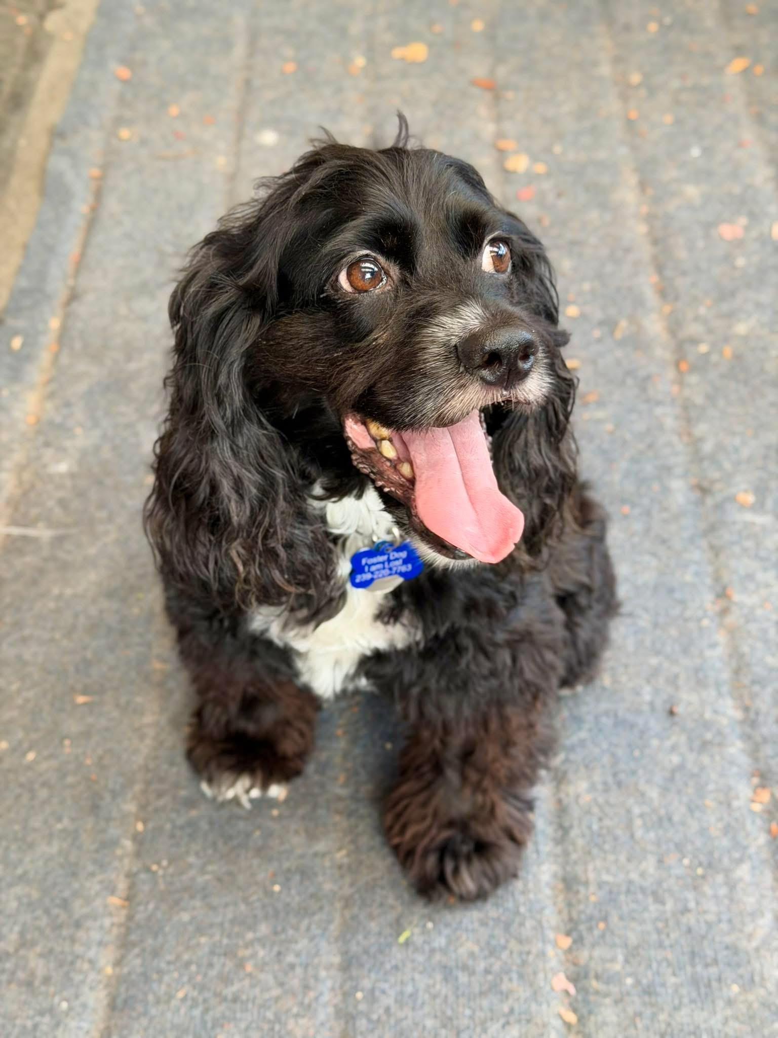 Koda, a Adoptable Cocker Spaniel in Cape Coral, FL image 1/6