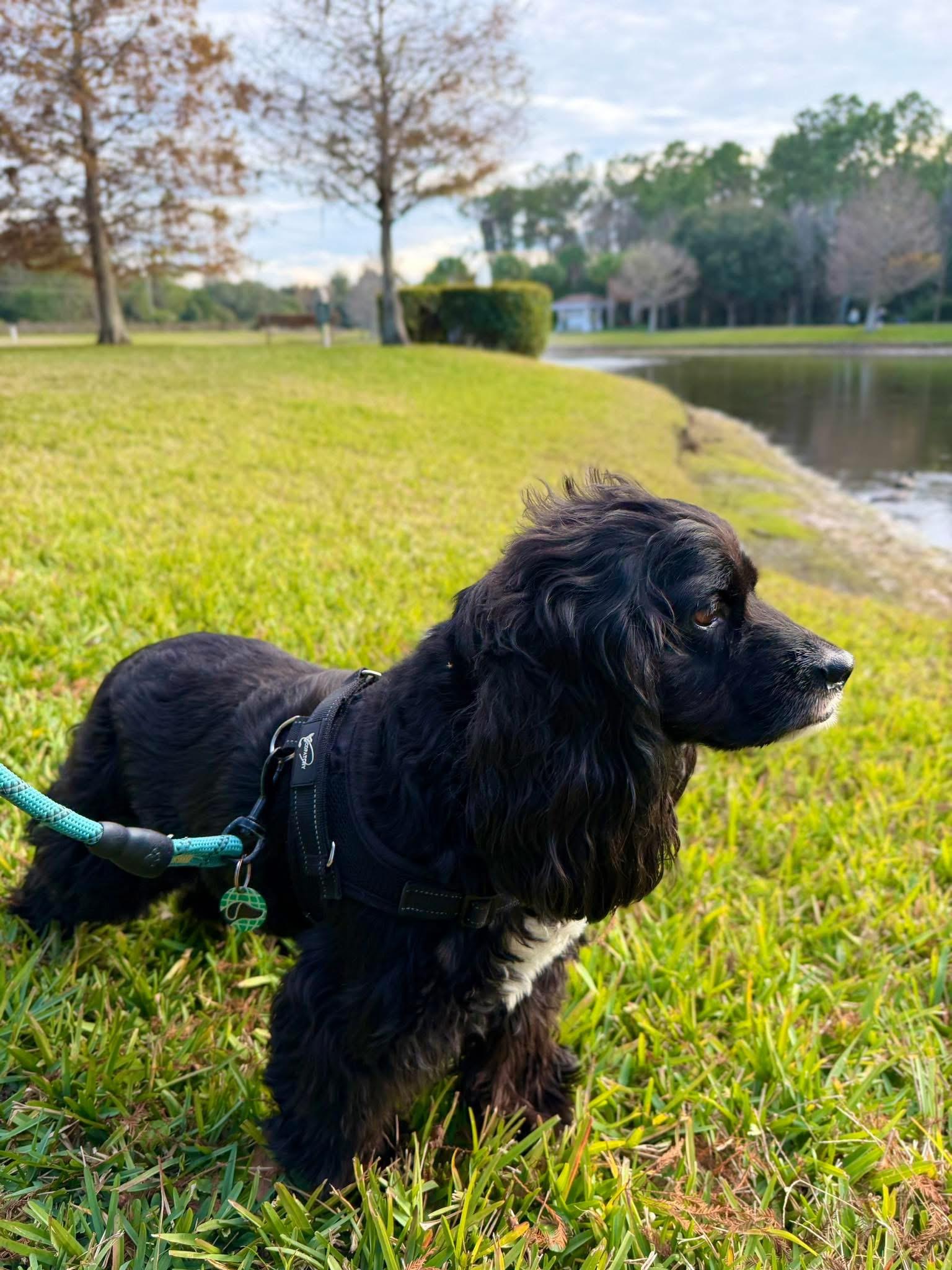 Koda, a Adoptable Cocker Spaniel in Cape Coral, FL image 2/6