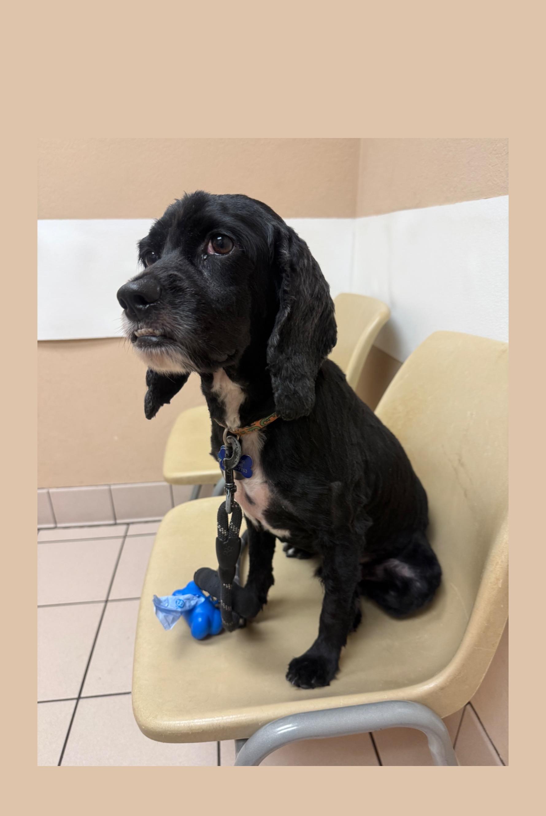 Koda, a Adoptable Cocker Spaniel in Cape Coral, FL image 2/6