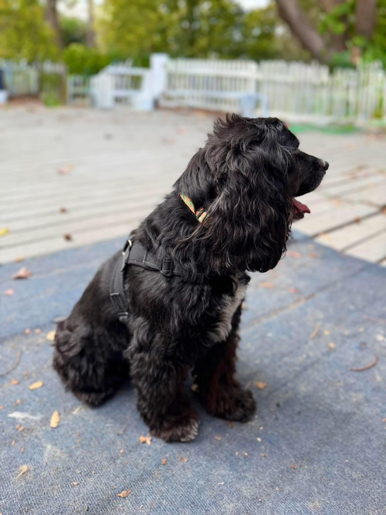 Koda, a Adoptable Cocker Spaniel in Cape Coral, FL image 3/6