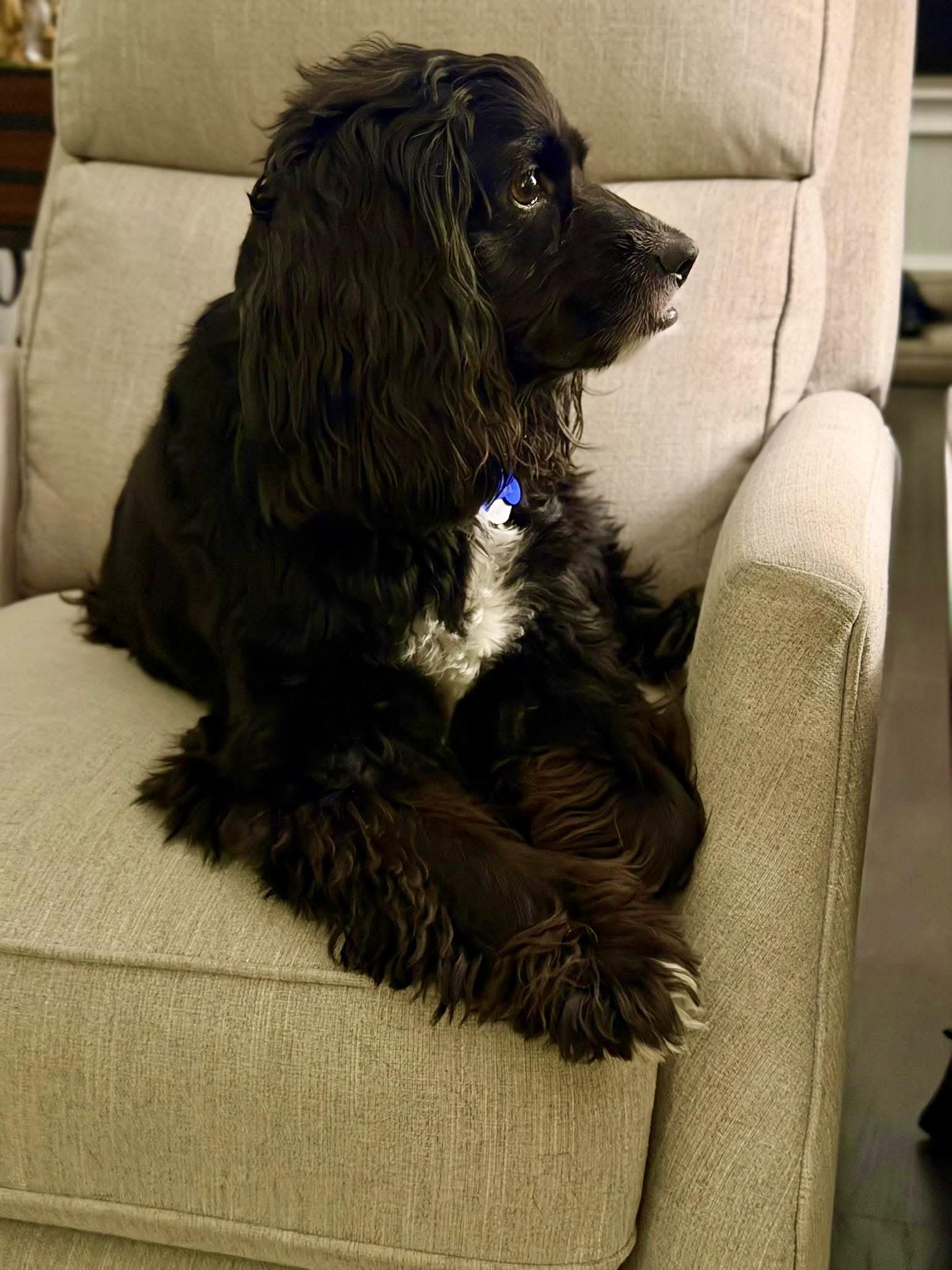 Koda, a Adoptable Cocker Spaniel in Cape Coral, FL image 3/6