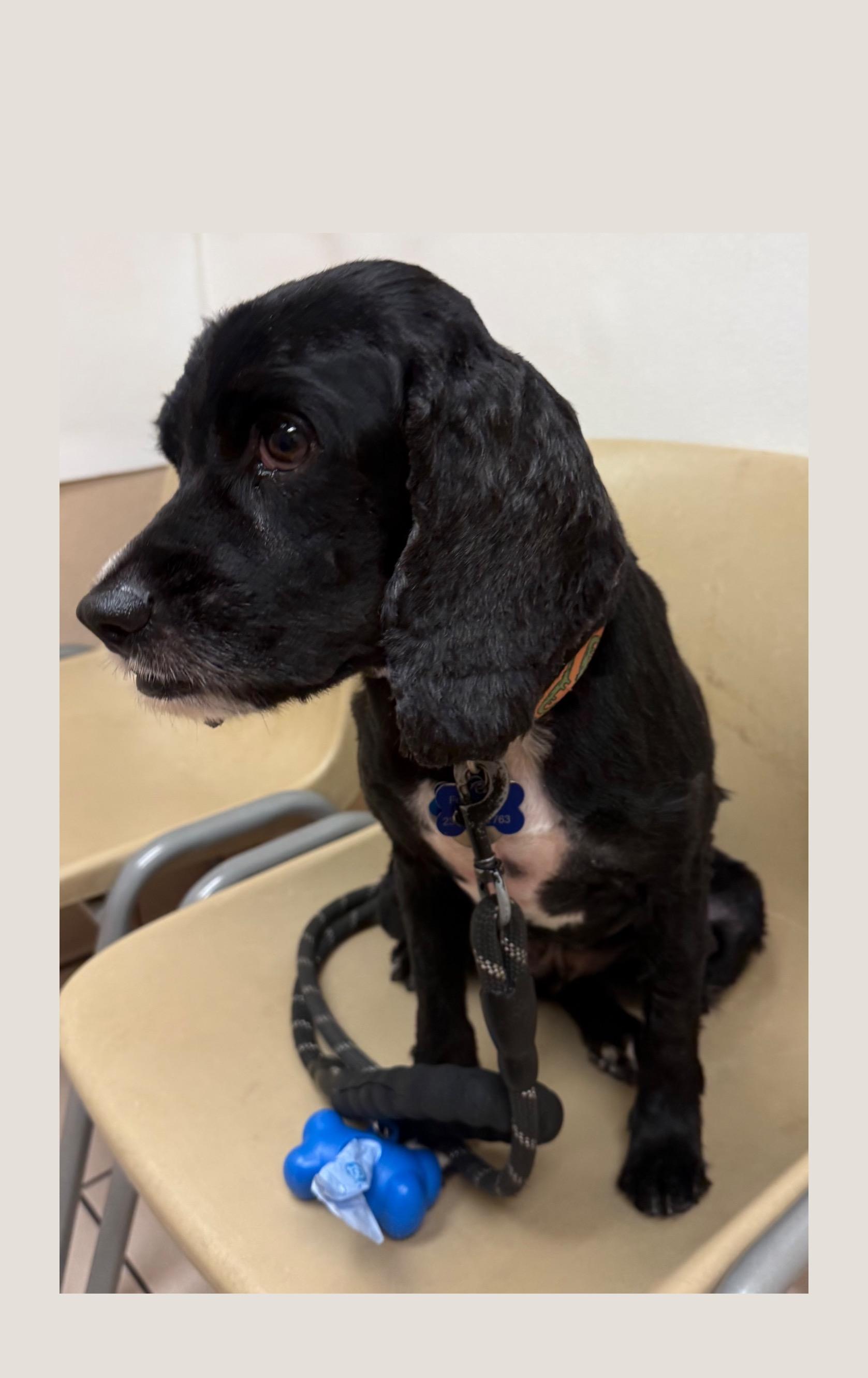 Koda, a Adoptable Cocker Spaniel in Cape Coral, FL image 4/6