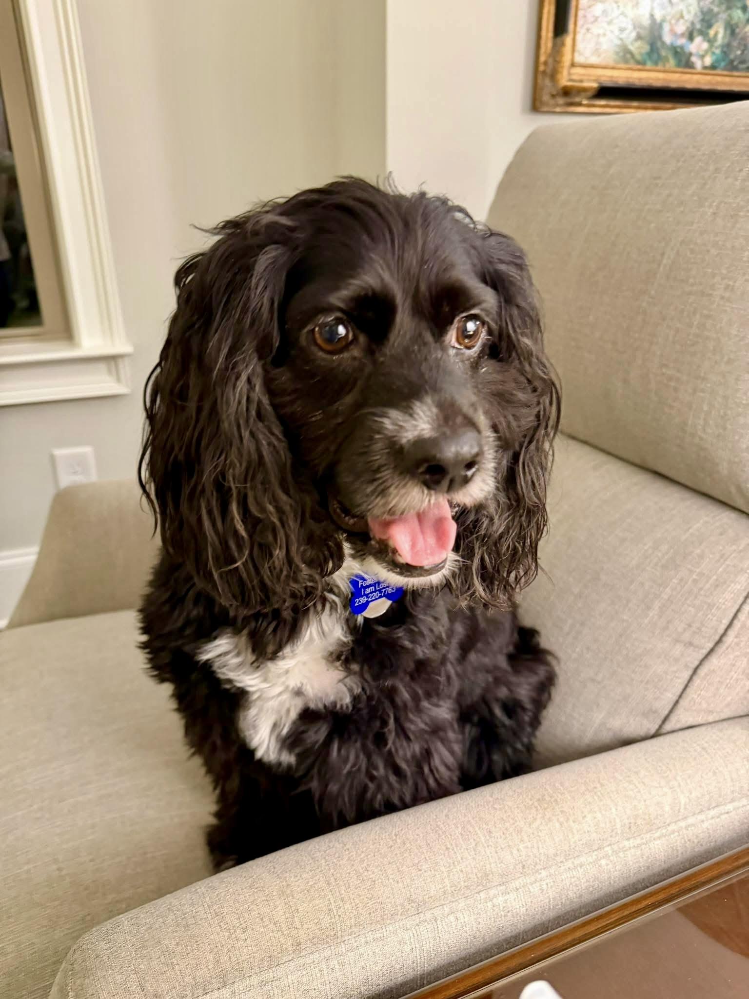 Koda, a Adoptable Cocker Spaniel in Cape Coral, FL image 4/6