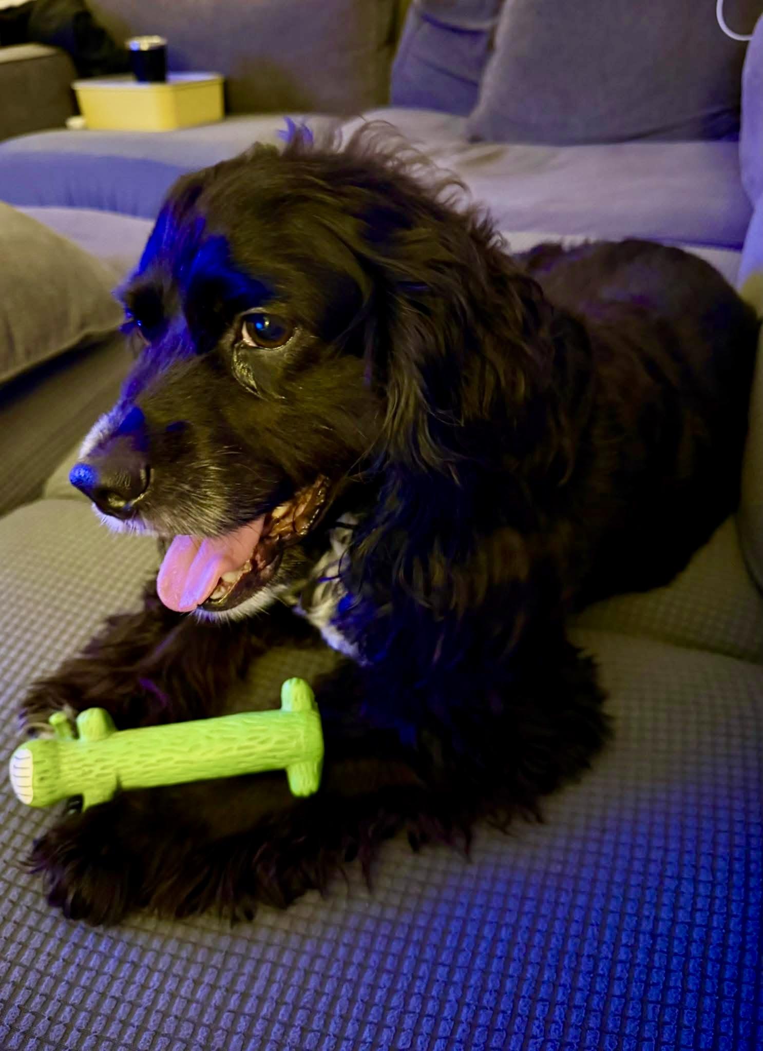 Koda, a Adoptable Cocker Spaniel in Cape Coral, FL image 5/6