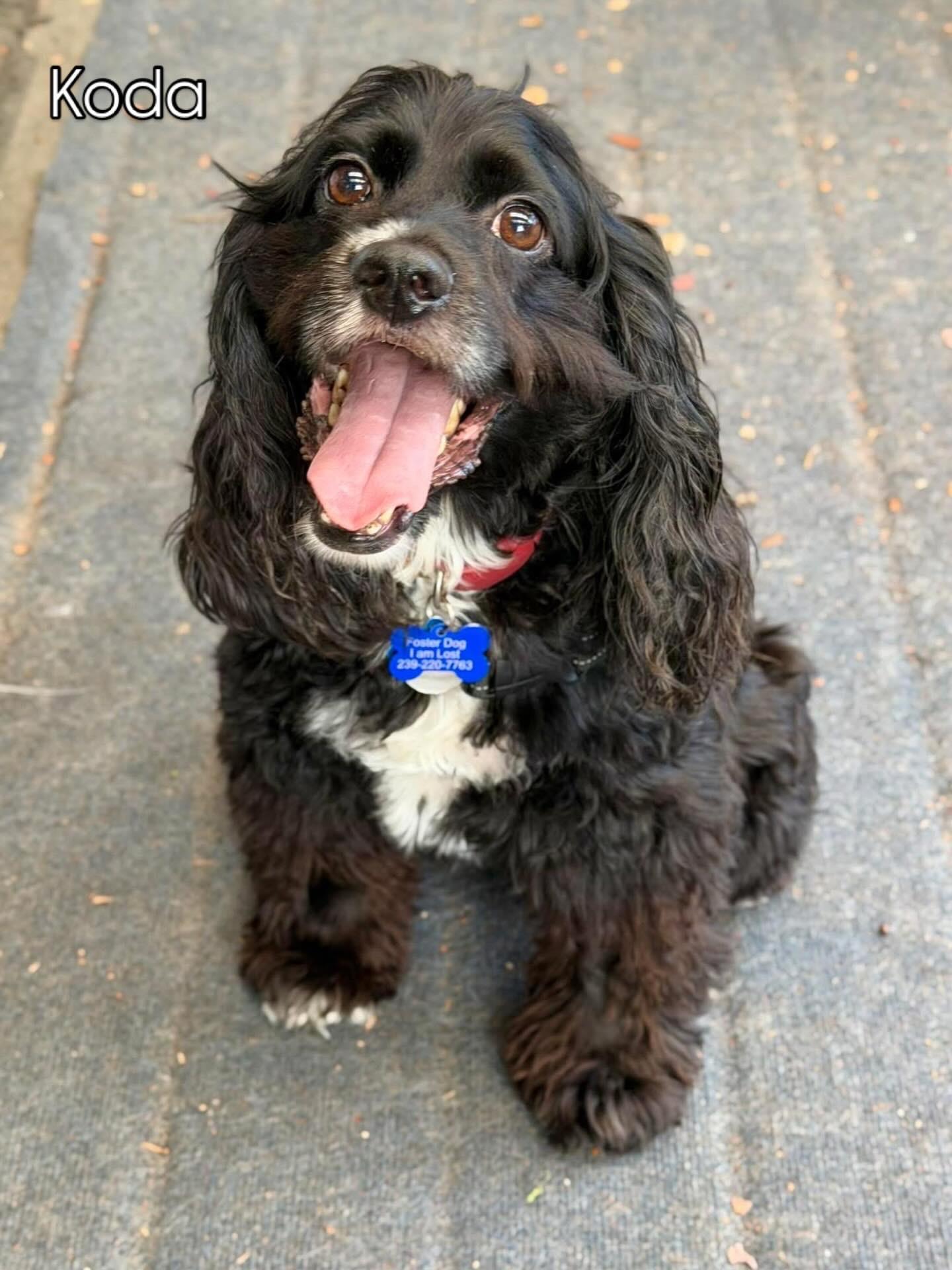 Koda, a Adoptable Cocker Spaniel in Cape Coral, FL image 6/6