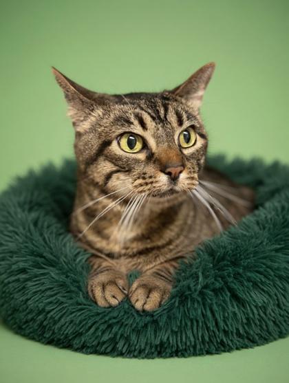 Lou Lou, Adoptable, Adult Female Domestic Short Hair & Domestic Short Hair.