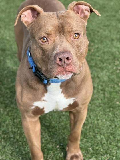 Enlarge Baja Blast, a Adoptable mixed breed in Gastonia, NC image 1/3