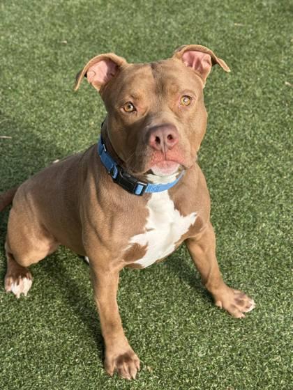 Enlarge Baja Blast, a Adoptable mixed breed in Gastonia, NC image 2/3