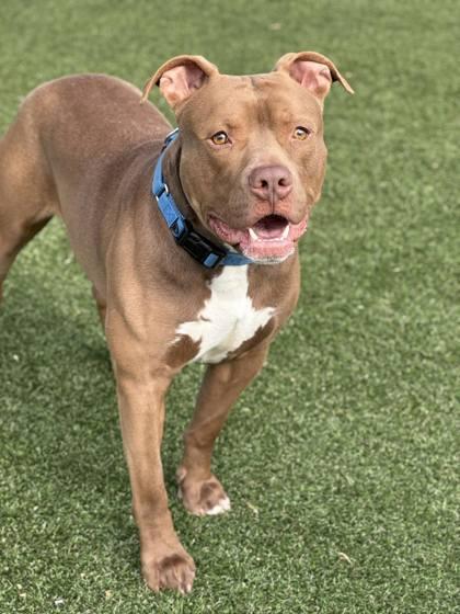 Enlarge Baja Blast, a Adoptable mixed breed in Gastonia, NC image 3/3