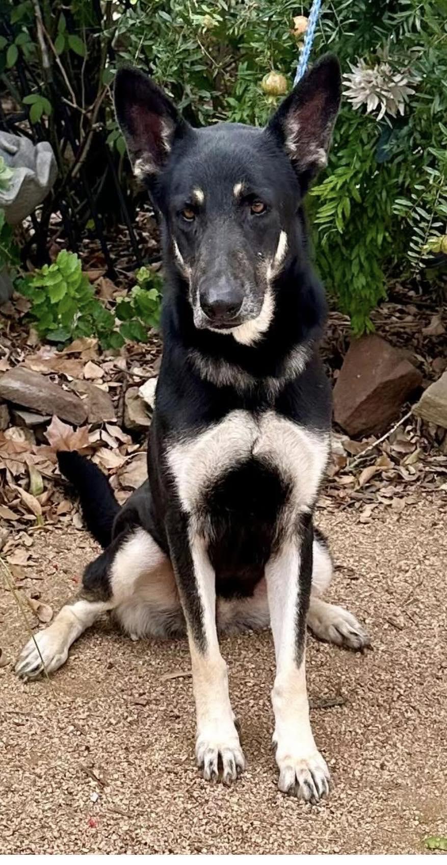 Shelby, an adoptable German Shepherd Dog in Westfield, WI, 53964 | Photo Image 3