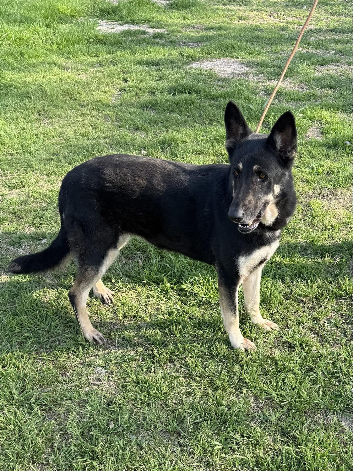 Shelby, an adoptable German Shepherd Dog in Westfield, WI, 53964 | Photo Image 5