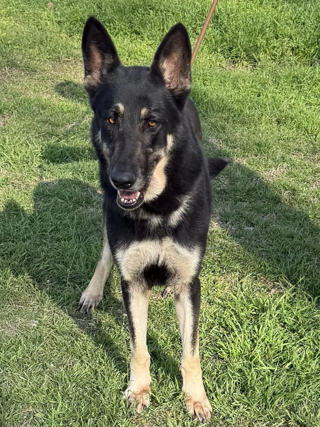 Shelby, an adoptable German Shepherd Dog in Westfield, WI, 53964 | Photo Image 1
