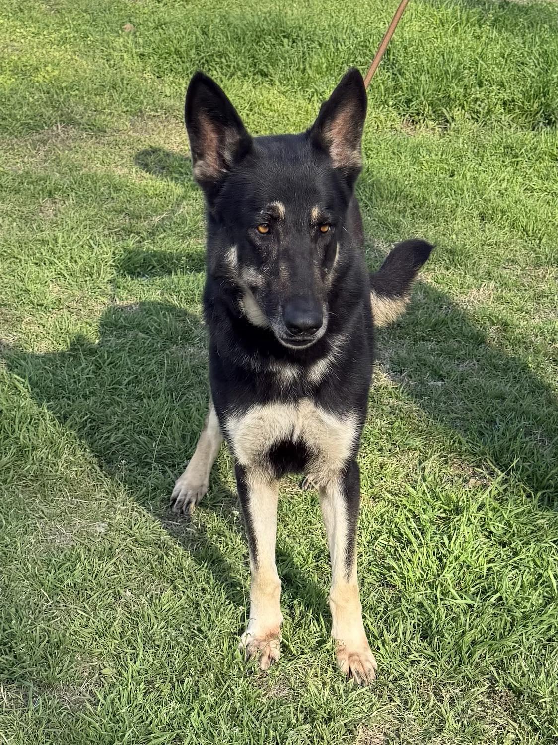 Shelby, an adoptable German Shepherd Dog in Westfield, WI, 53964 | Photo Image 2