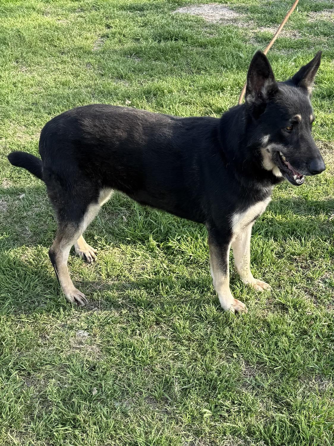 Shelby, an adoptable German Shepherd Dog in Westfield, WI, 53964 | Photo Image 4