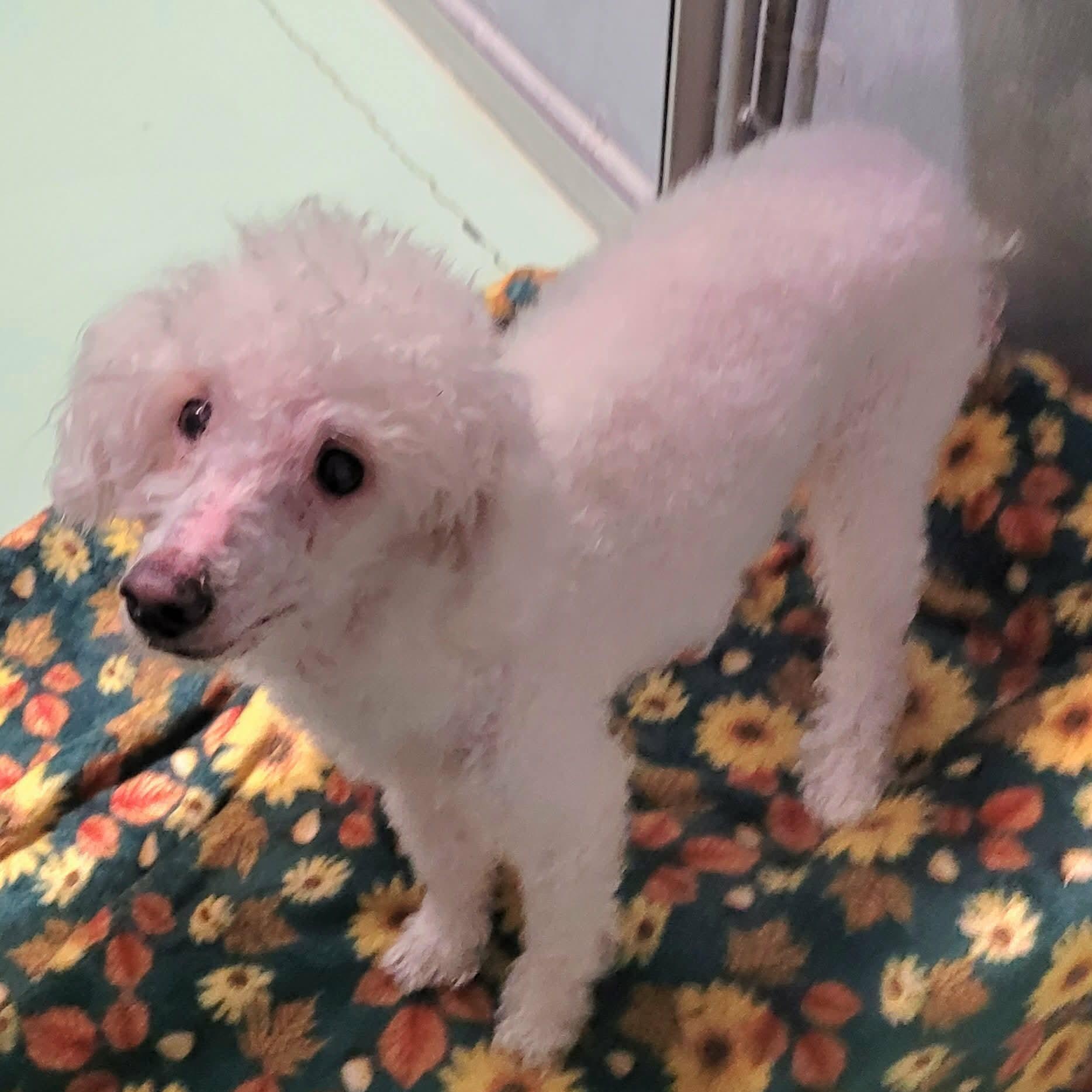 Enlarge Jaden, Sweet Senior Boy, a Adoptable mixed breed in Meriden, CT image 1/6