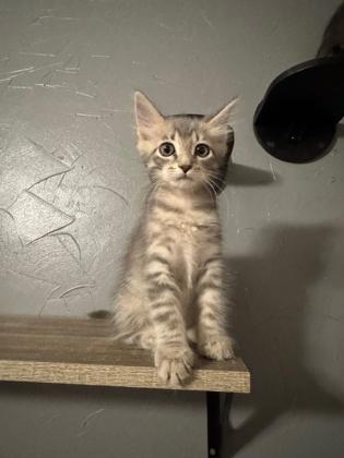 Enlarge Rigatoni, a Adoptable Domestic Medium Hair in Edmond, OK image 2/3