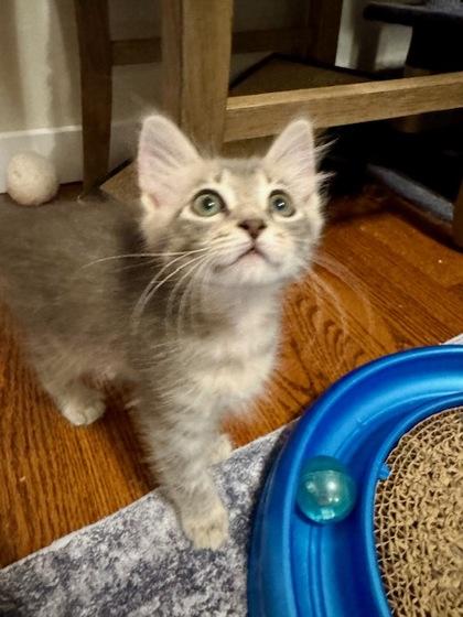Enlarge Rigatoni, a Adoptable Domestic Medium Hair in Edmond, OK image 3/3