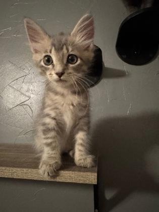 Enlarge Rigatoni, a Adoptable Domestic Medium Hair in Edmond, OK image 1/3