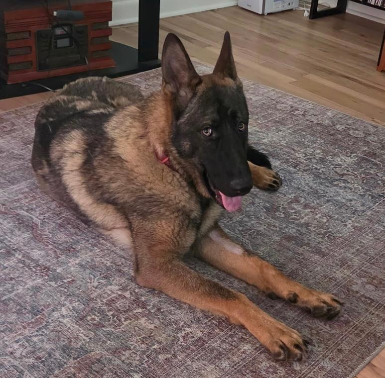 Goose, ADOPTABLE, Adult Male German Shepherd Dog.
