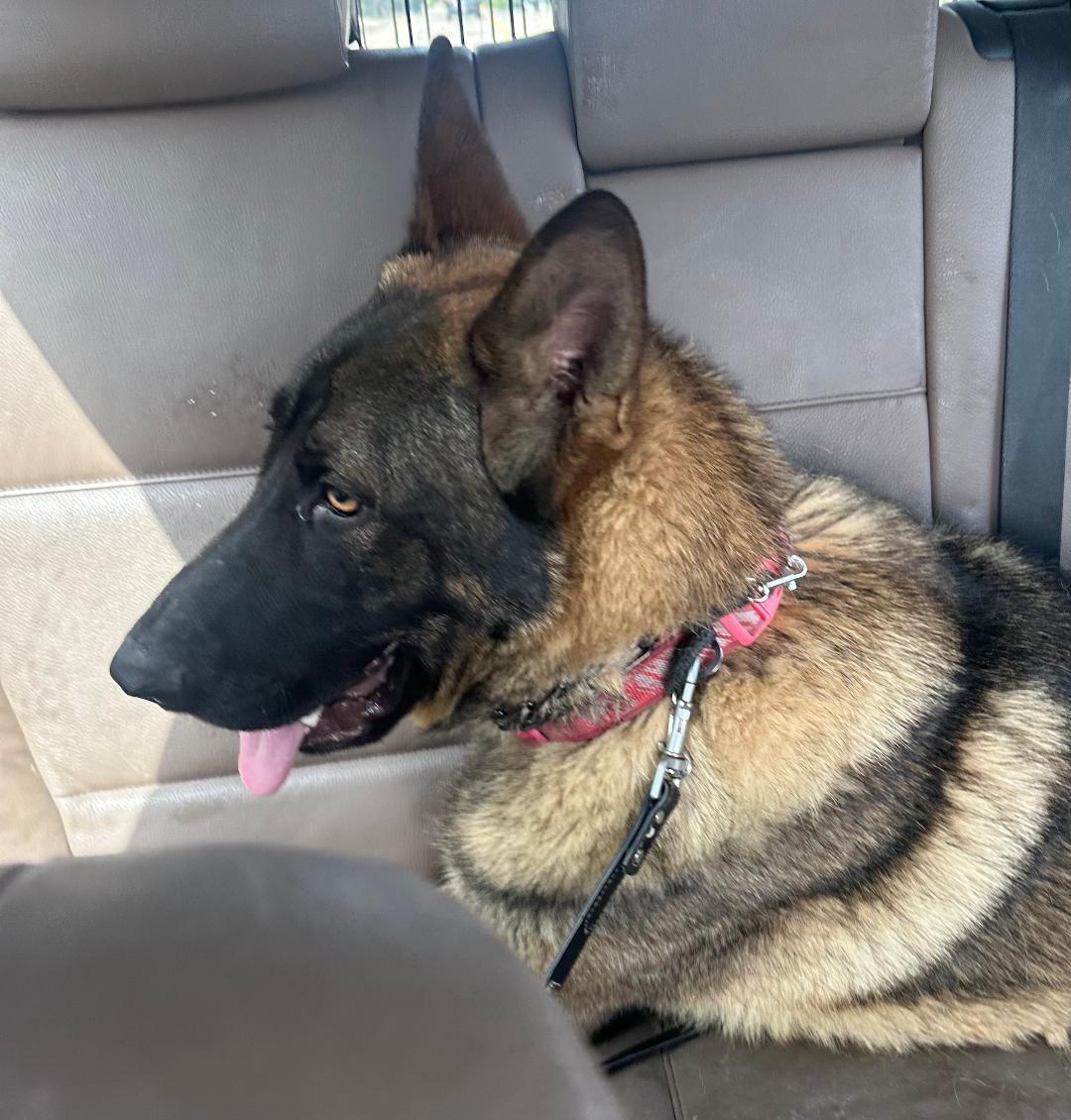 Enlarge Goose, a ADOPTABLE mixed breed in Kuna, ID image 3/3