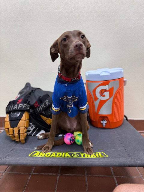 Polly, Adoptable, Puppy Female Labrador Retriever.