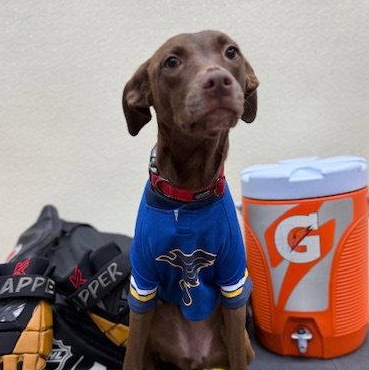 Polly, a Adoptable Labrador Retriever in Lake Hopatcong, NJ image 1/3