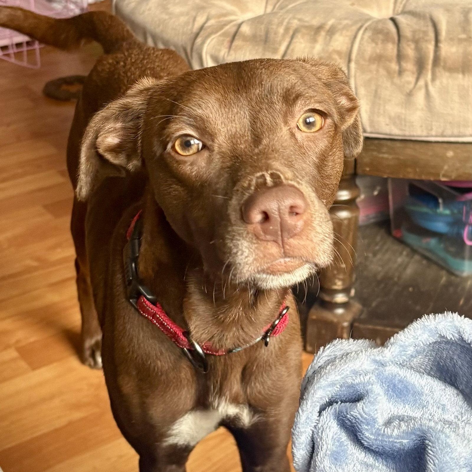 Polly, Adoptable, Puppy Female Labrador Retriever & Pit Bull Terrier.