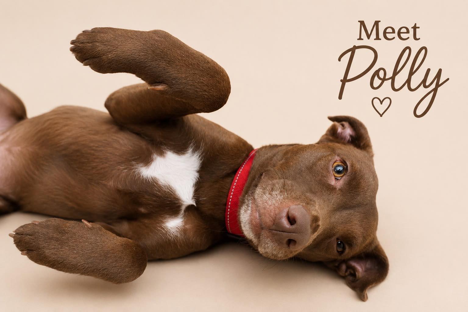 Enlarge Polly, a Adoptable mixed breed in Lake Hopatcong, NJ image 2/3