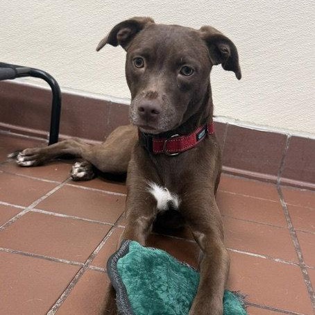Polly, Adoptable, Young Female Labrador Retriever & Pit Bull Terrier.