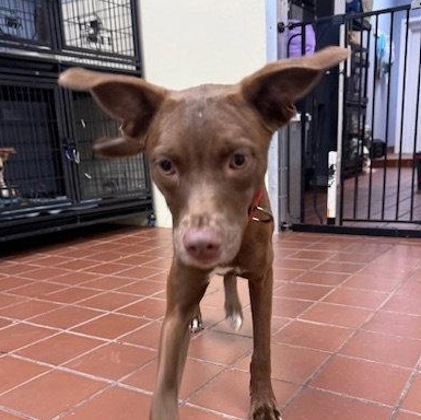 Enlarge Polly, a Adoptable mixed breed in Lake Hopatcong, NJ image 3/3