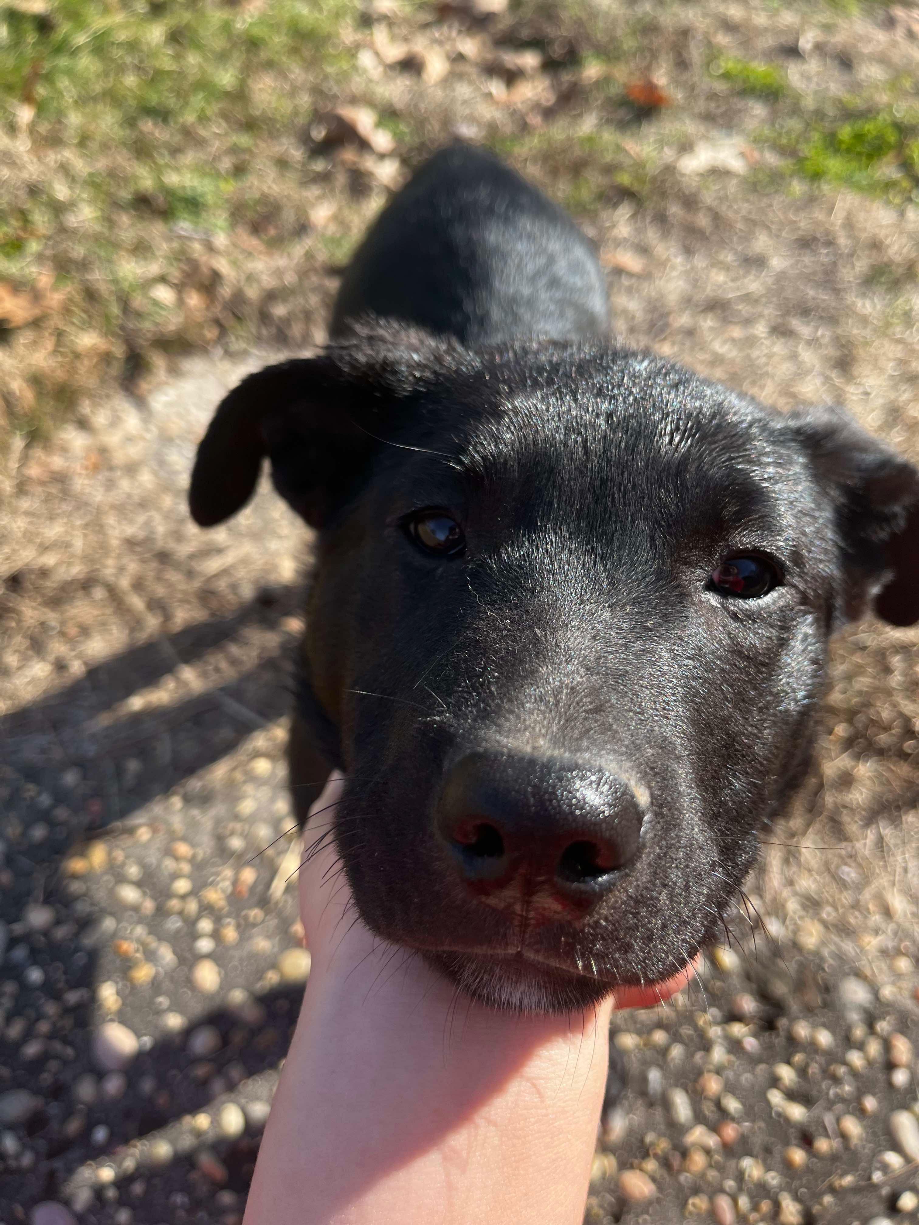 JOHNNY, a Adoptable mixed breed in Hartford, CT image 2/6