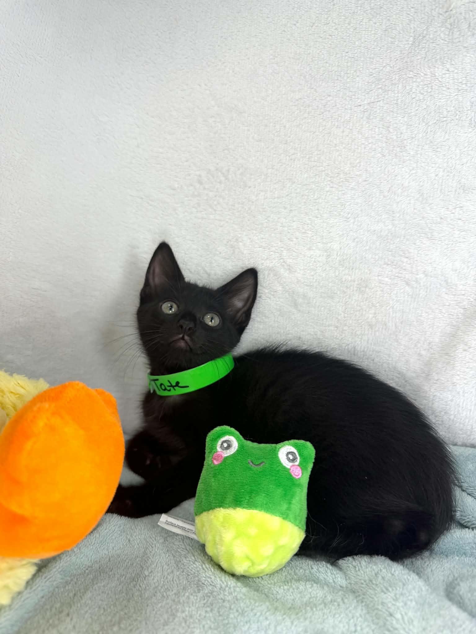 Enlarge Tate, an adopted Domestic Short Hair in Tavares, FL image 2/2