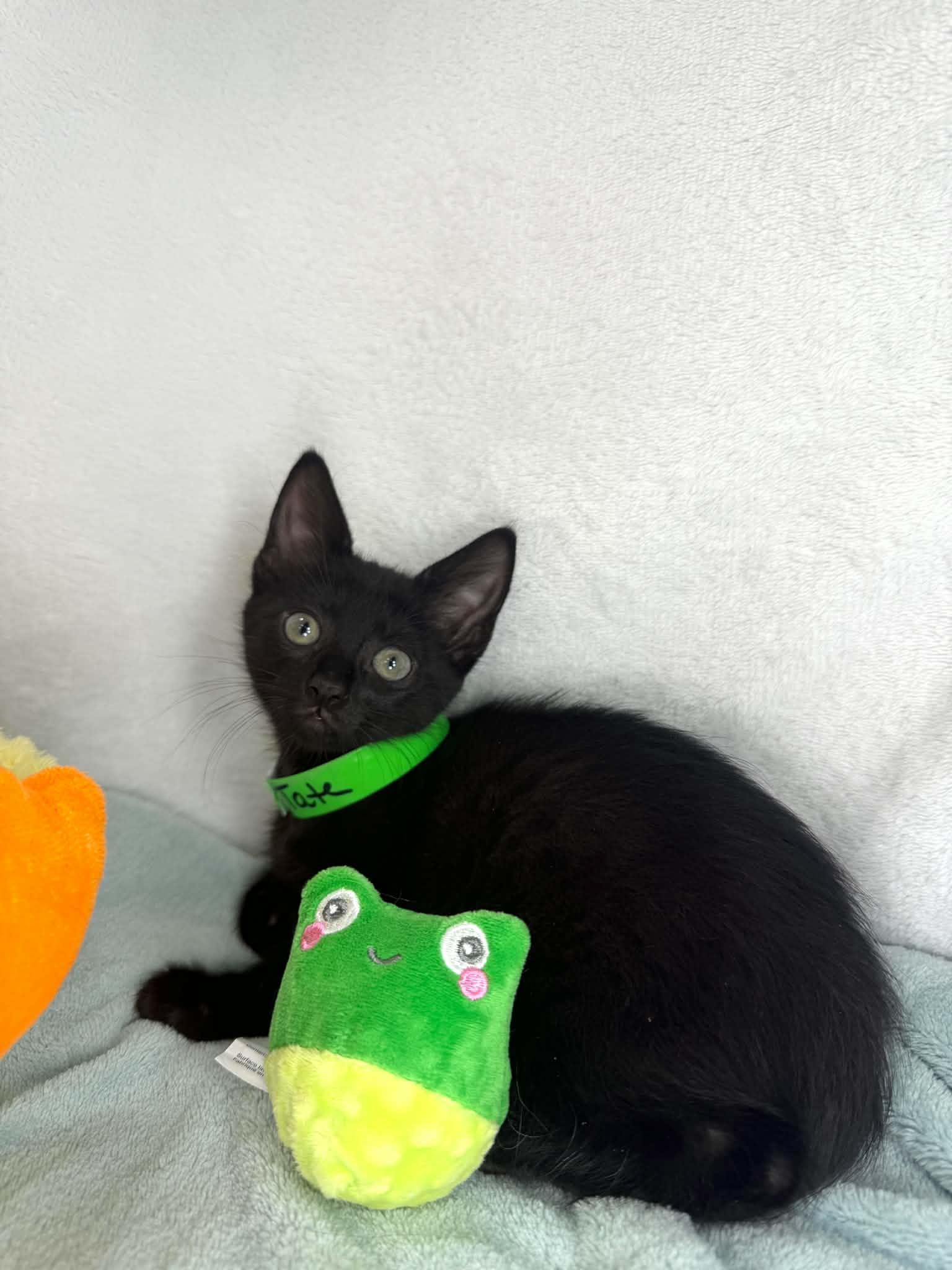 Tate, adopted, Kitten Male Domestic Short Hair.