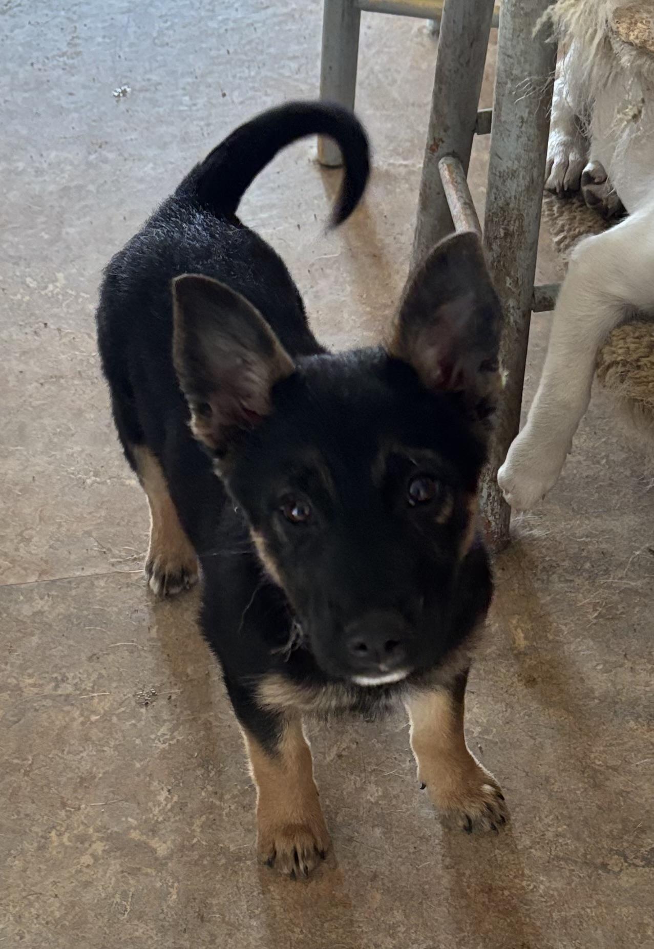 Enlarge Lilly, an adopted Australian Shepherd in Queen Creek, AZ image 3/5