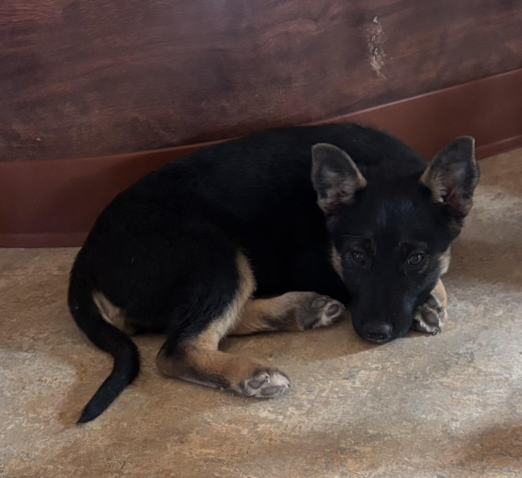 Enlarge Lilly, an adopted Australian Shepherd in Queen Creek, AZ image 2/5