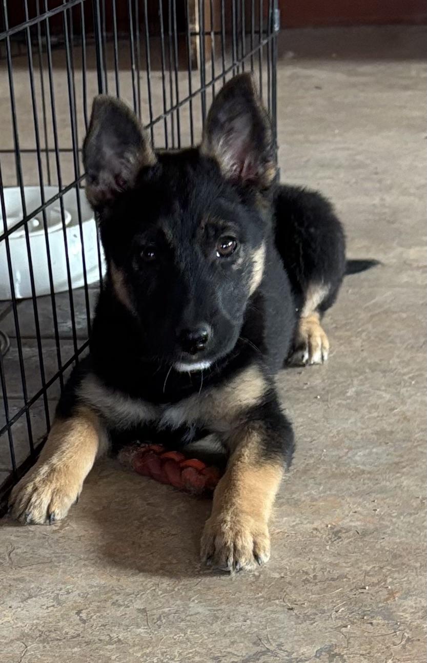 Lilly, adopted, Puppy Female Australian Shepherd.
