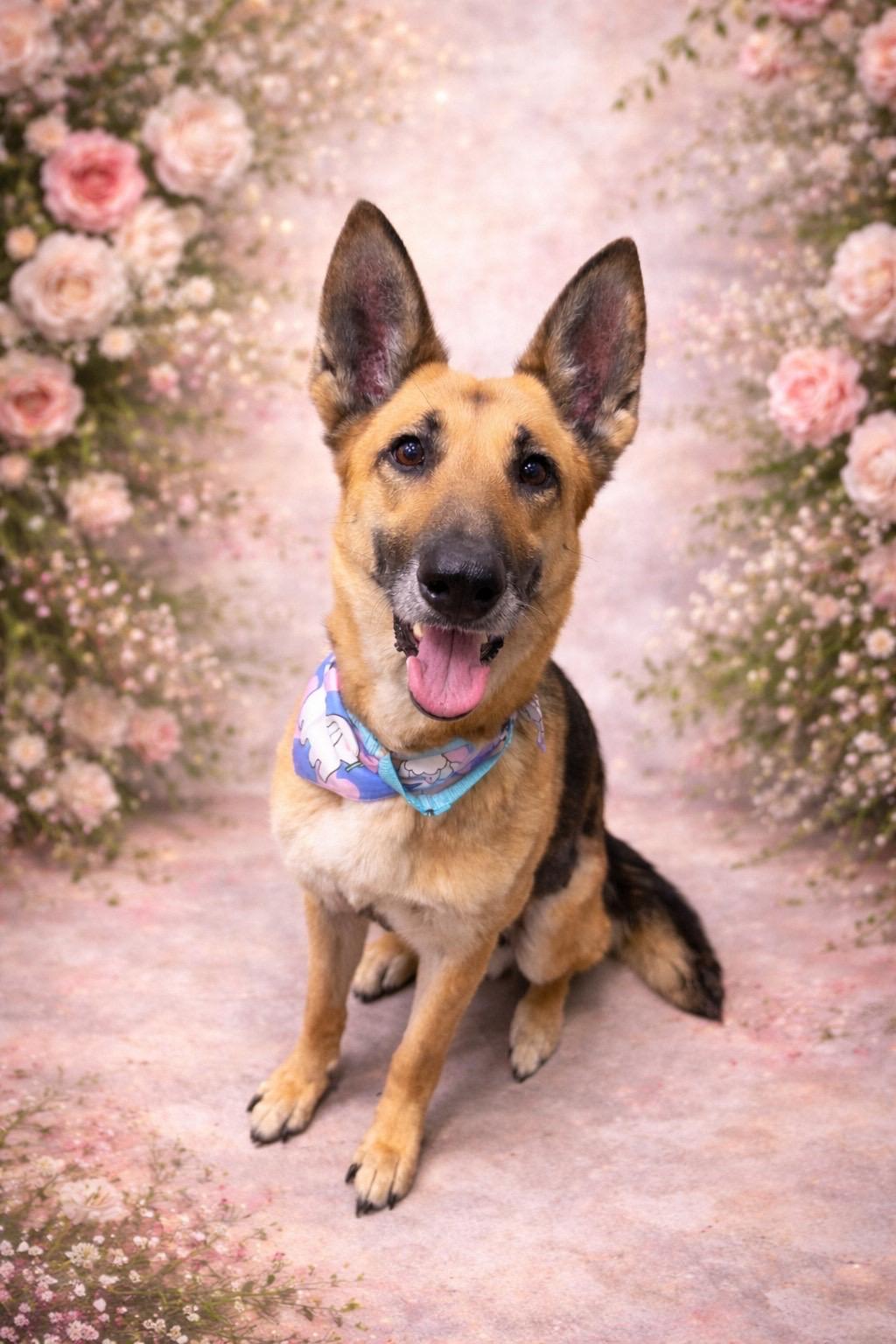 Enlarge Ella, a ADOPTABLE mixed breed in Murrieta, CA image 2/3