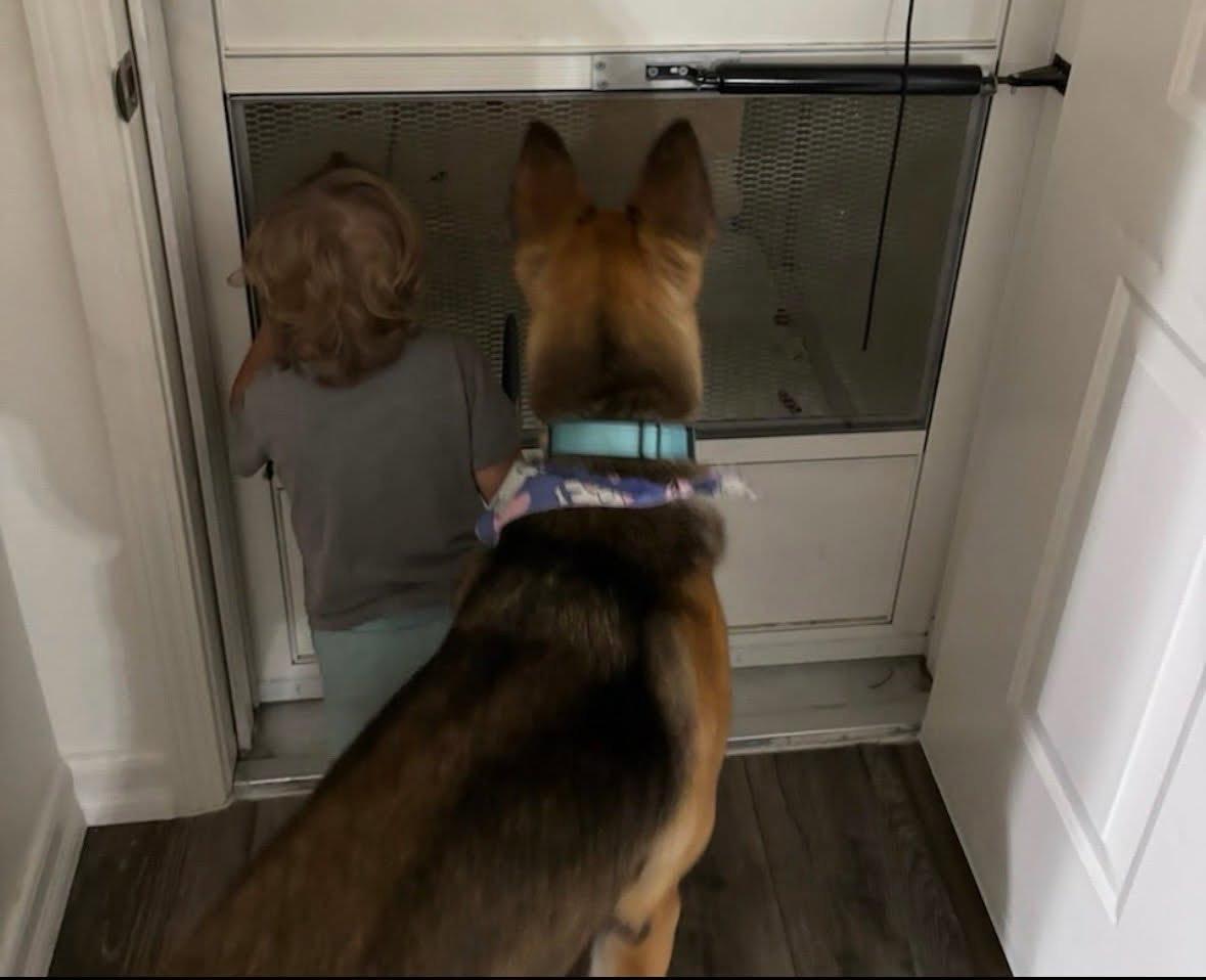 Enlarge Ella, a ADOPTABLE mixed breed in Murrieta, CA image 6/6