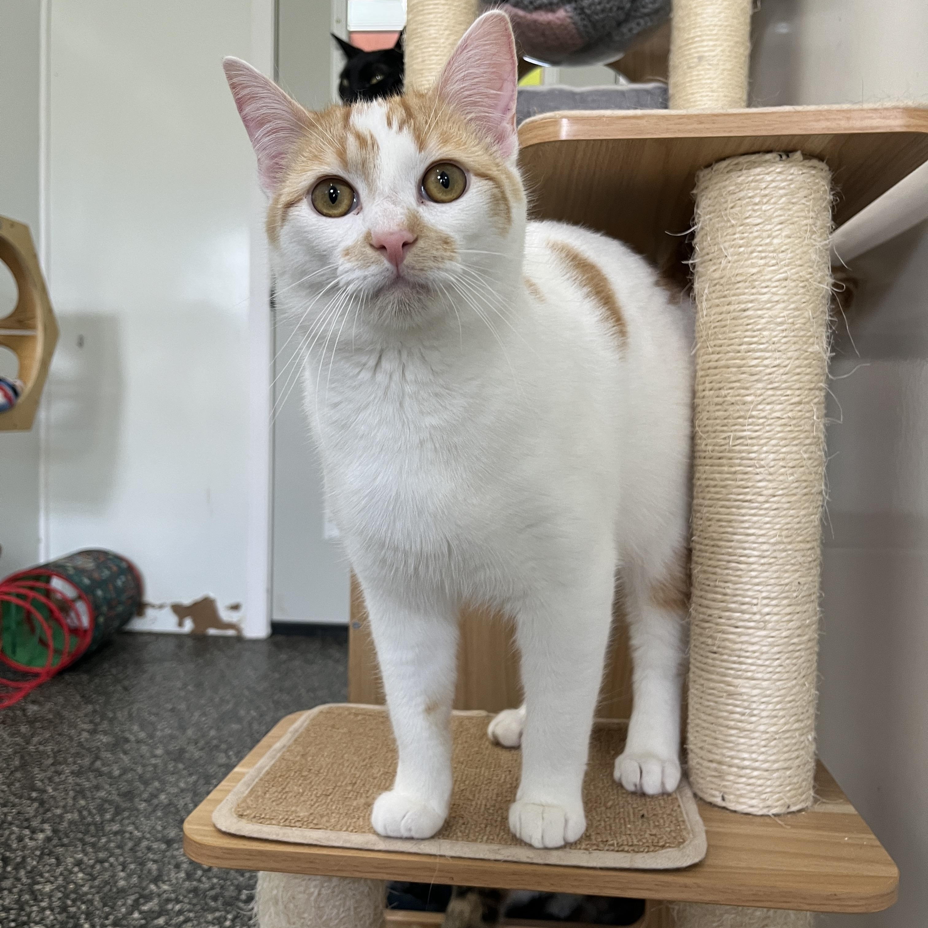 Enlarge Sprinkle Sprouts, a ADOPTABLE Domestic Short Hair in McKenzie, TN image 2/2