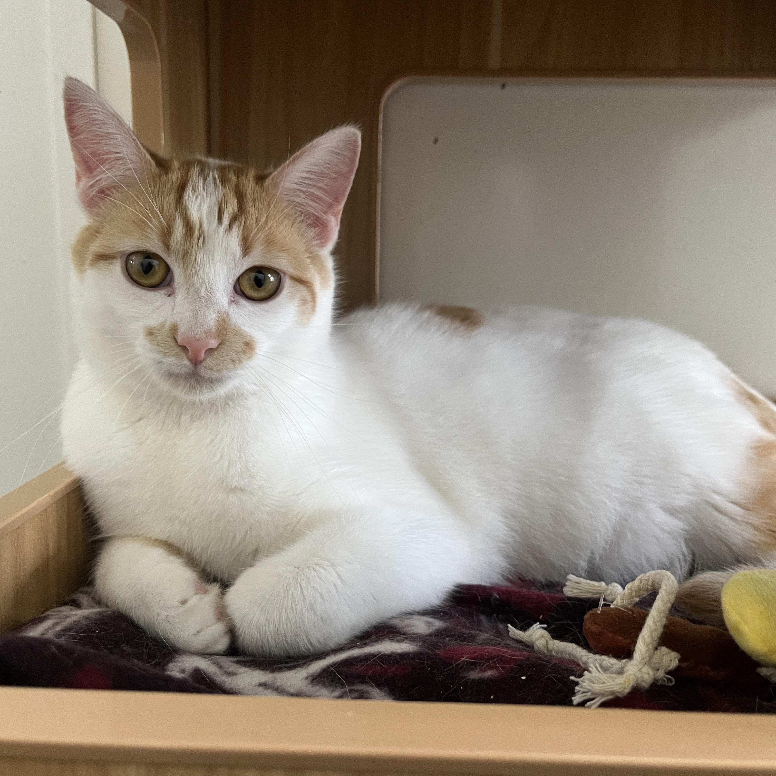 Sprinkle Sprouts, ADOPTABLE, Young Male Domestic Short Hair.