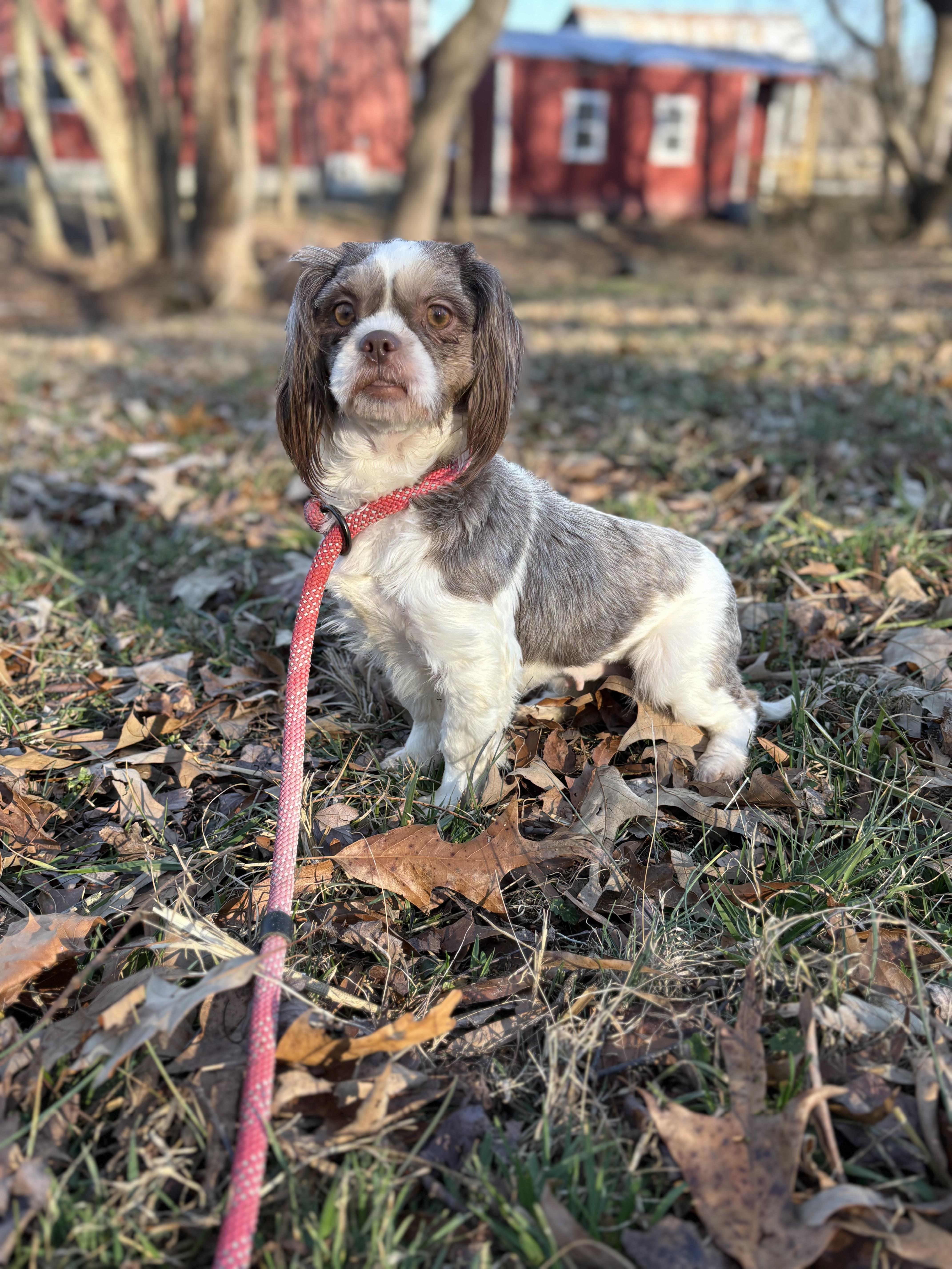 Chocolate, an adopted Shih Tzu in Louisa, VA image 2/4