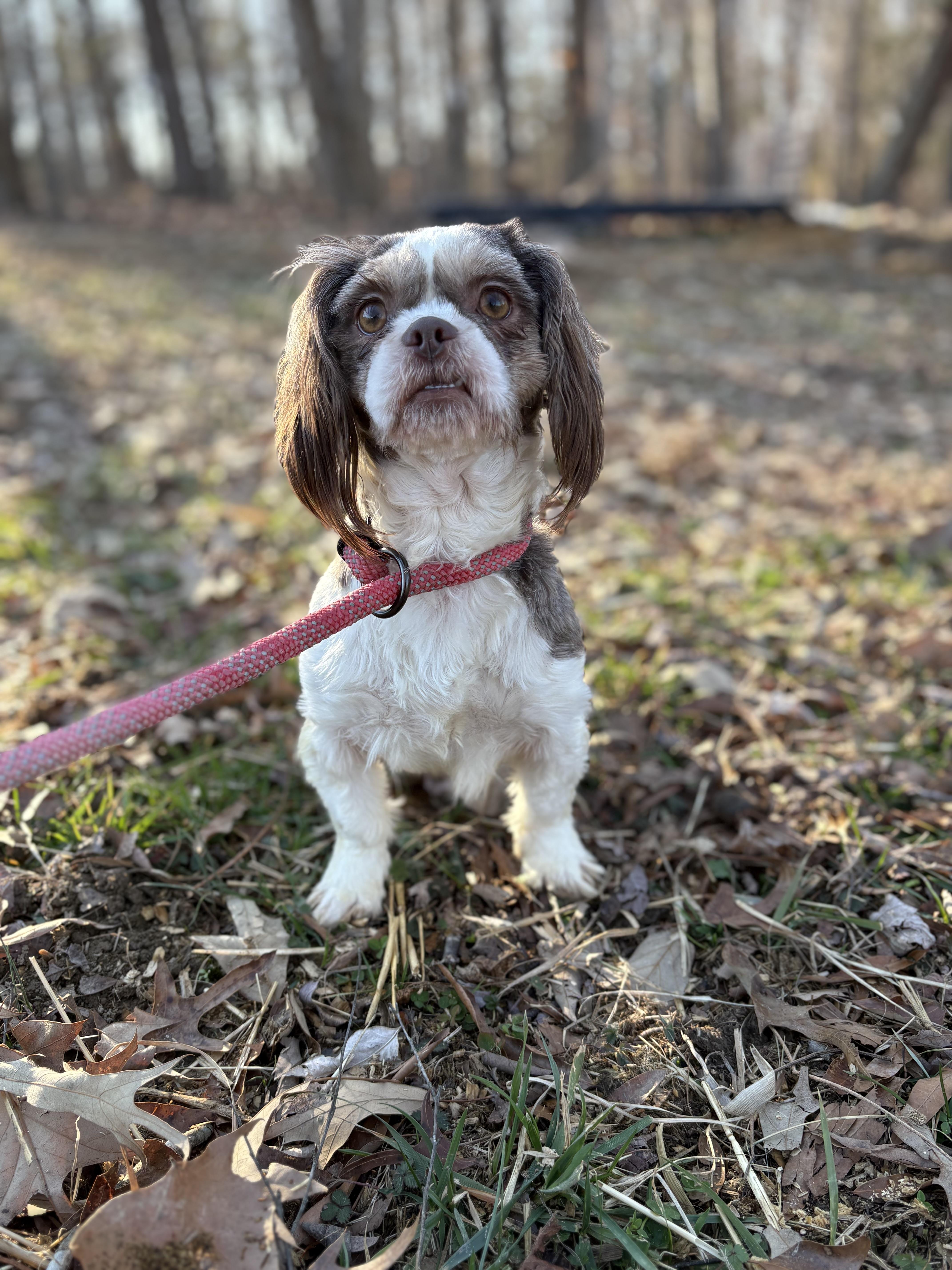 Chocolate, an adopted Shih Tzu in Louisa, VA image 4/4