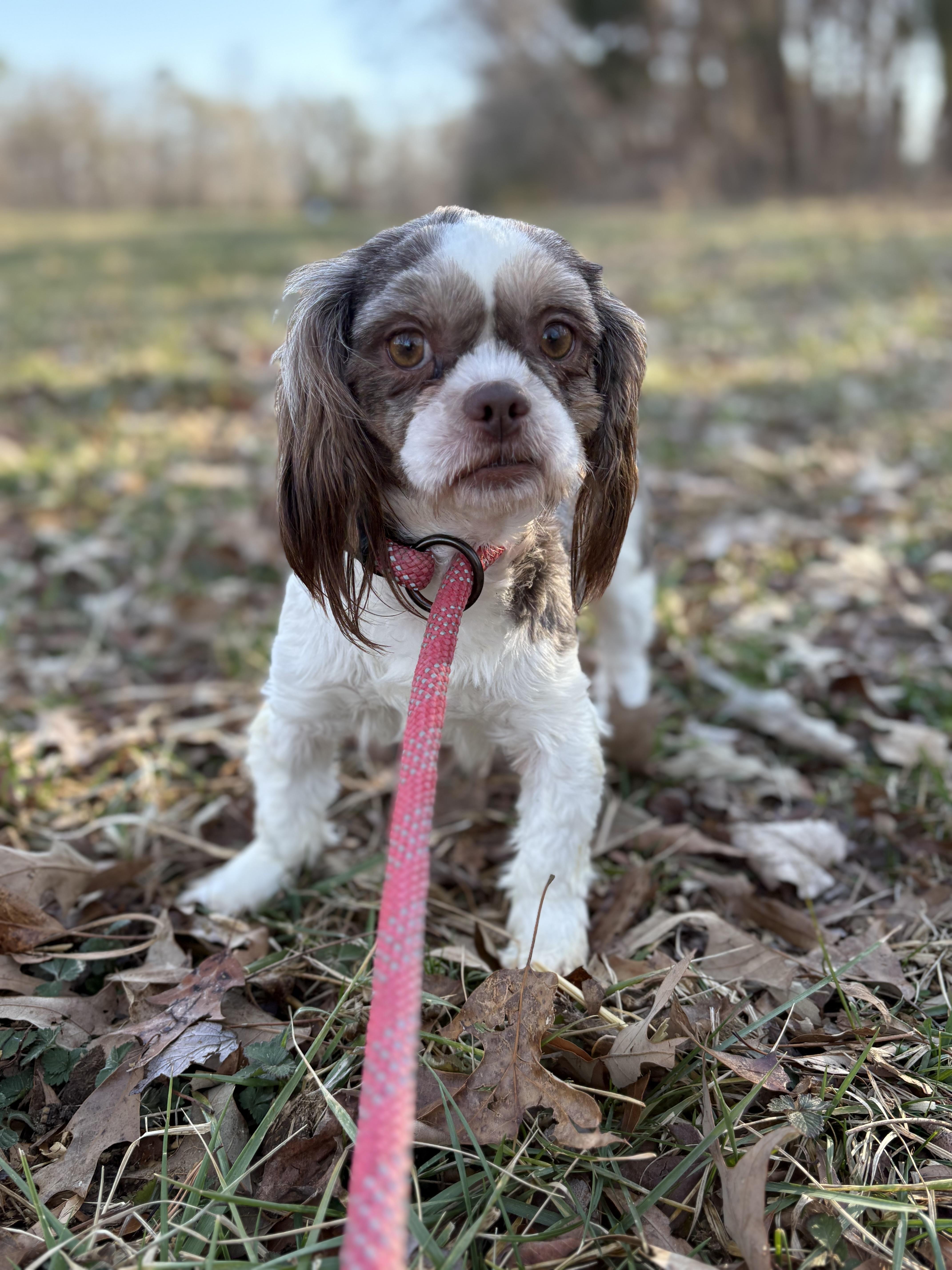 Chocolate, an adopted Shih Tzu in Louisa, VA image 3/4