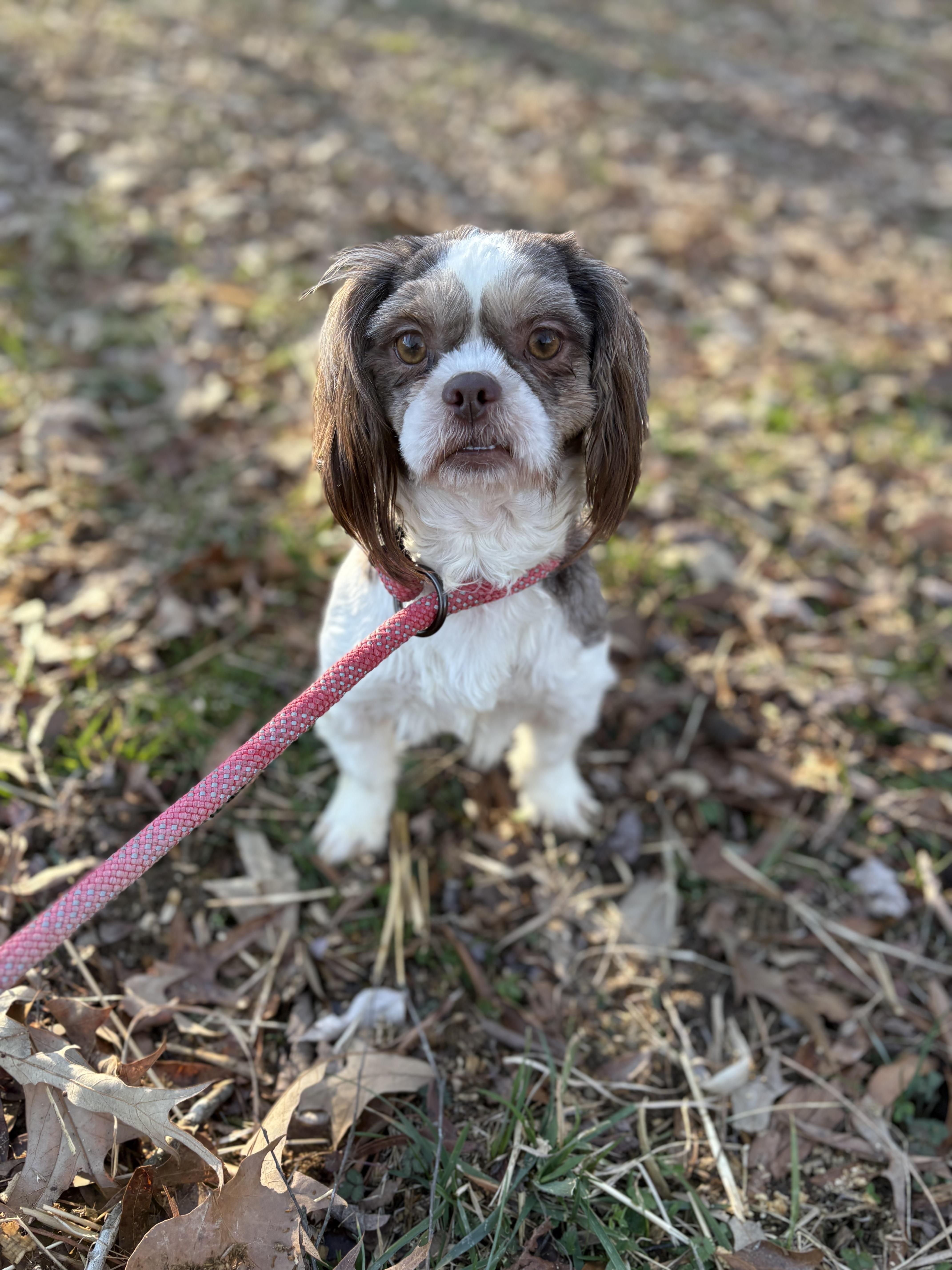 Chocolate, an adopted Shih Tzu in Louisa, VA image 1/4