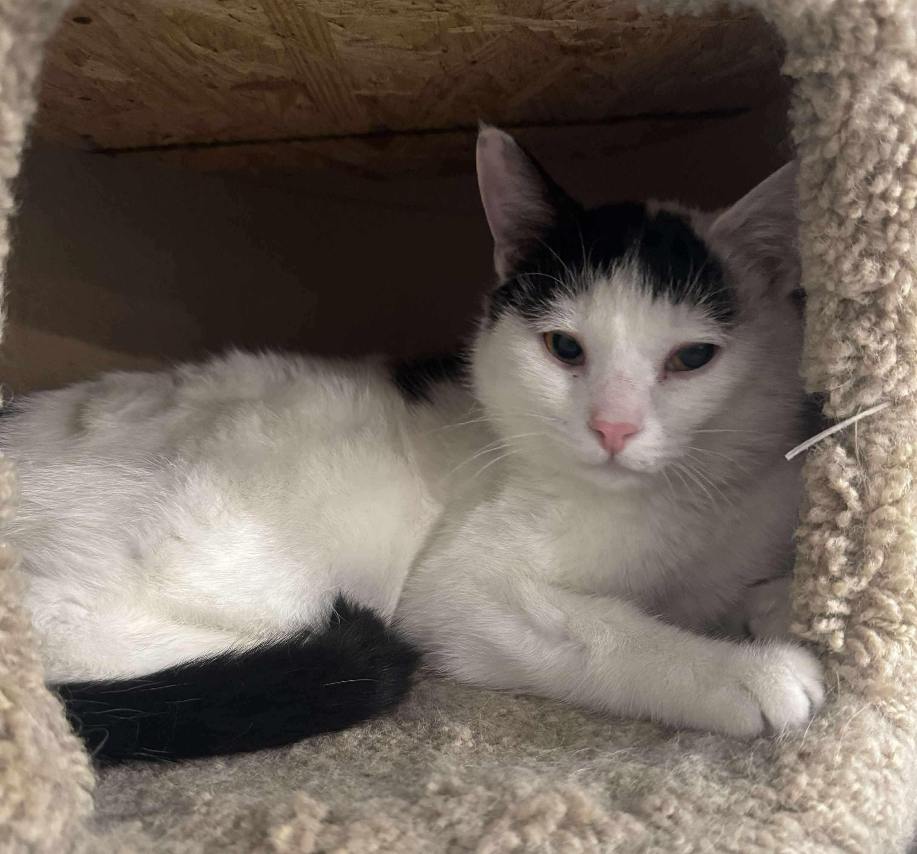 Pickles, a Adoptable Domestic Short Hair in North Huntingdon, PA image 4/6